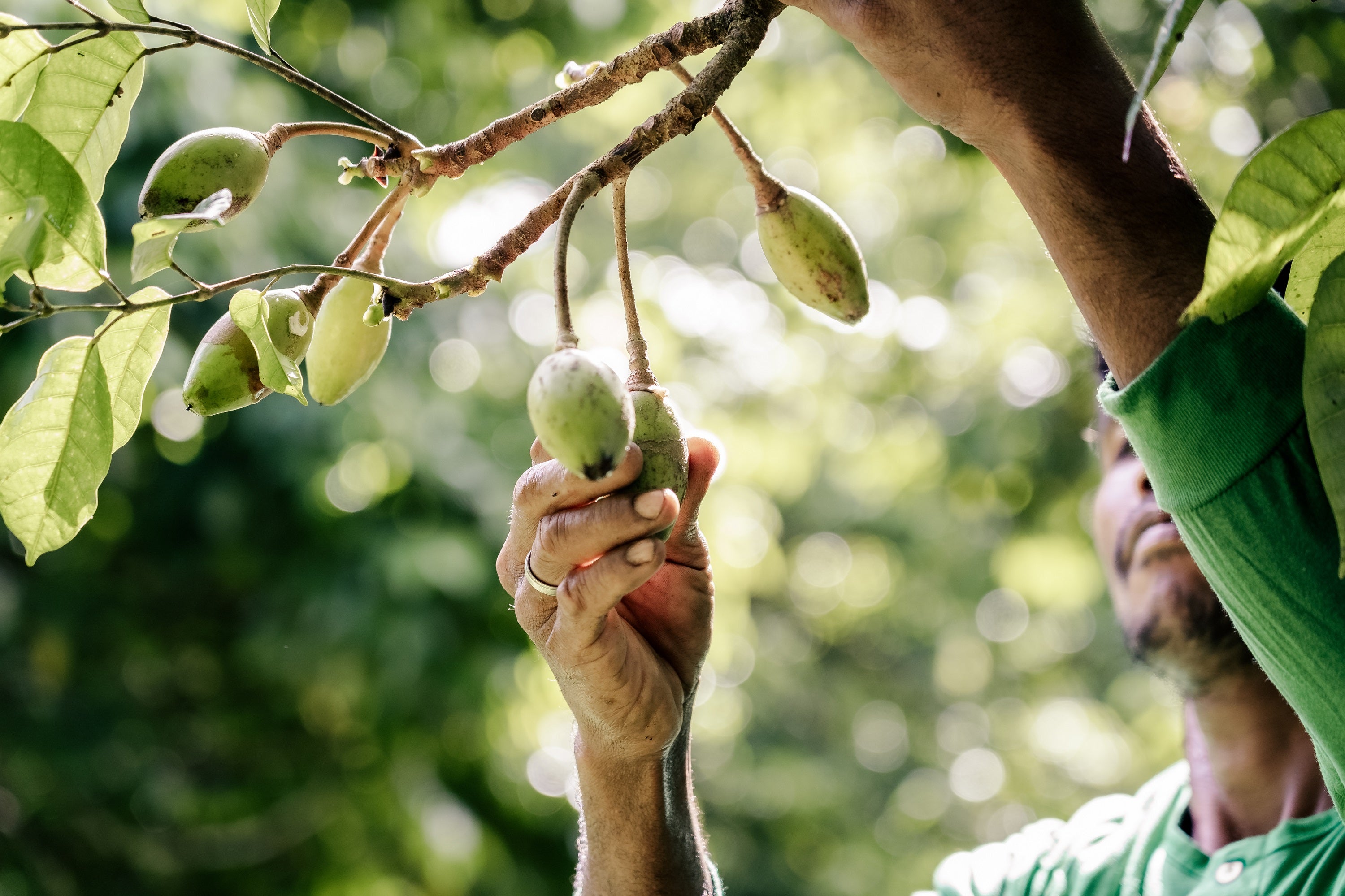 Pili Ani’s Guide to Native Filipino Ingredients: The Superfoods Your Skin Has Been Missing